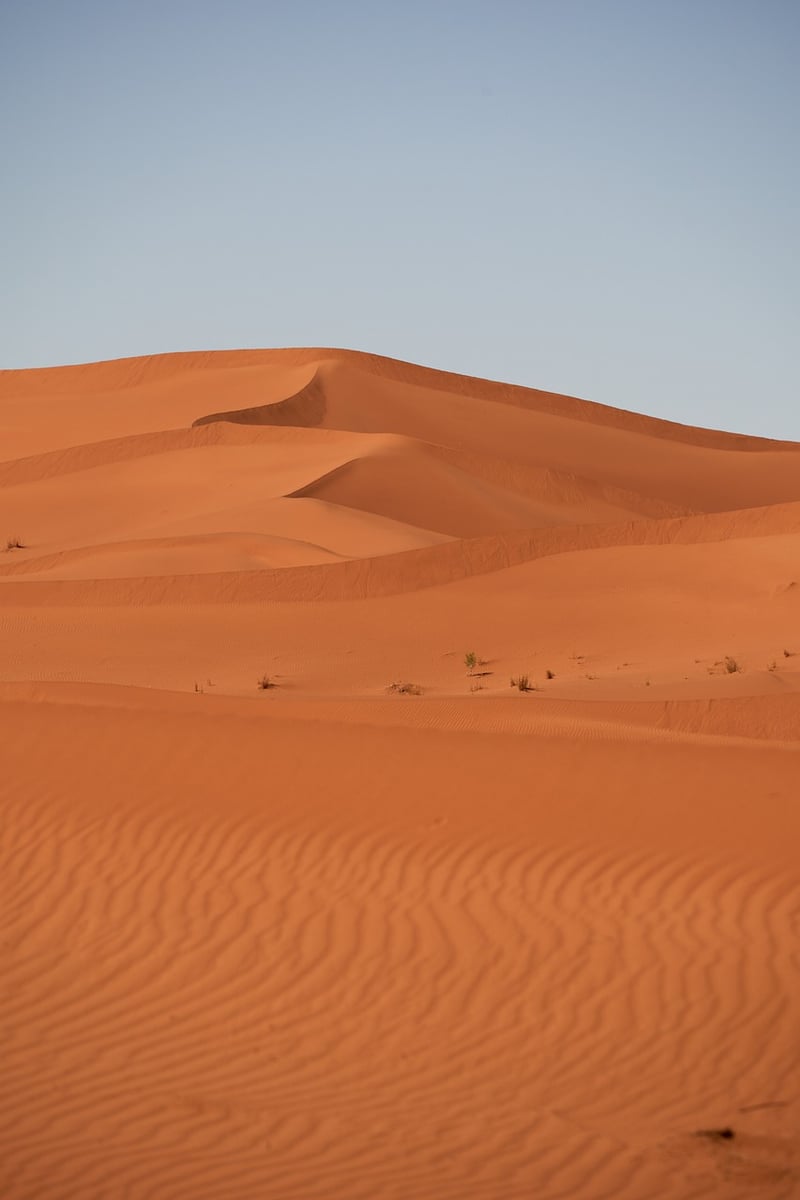 Desert Camel